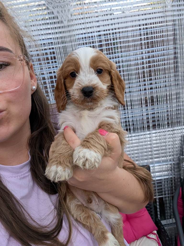Show type cockapoo puppies DNA clear