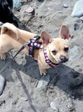 Adorable Frenchie Chihuahua Dog Looking for a Loving New Home
