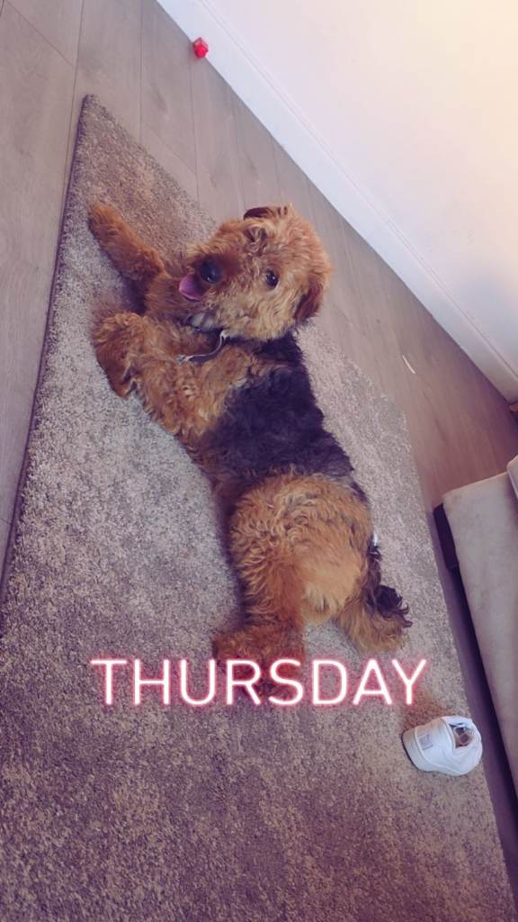 7 airdale terrier puppies 