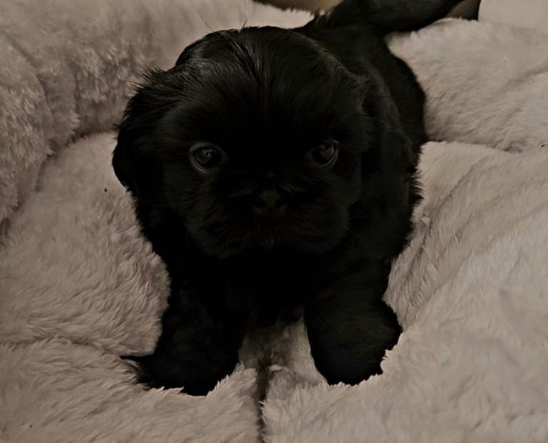 Imperial Shih Tzu Puppies