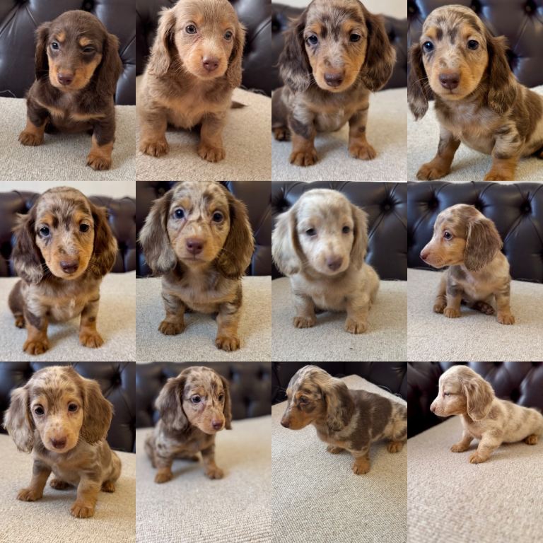 Dachshunds puppies Long Hair miniature 
