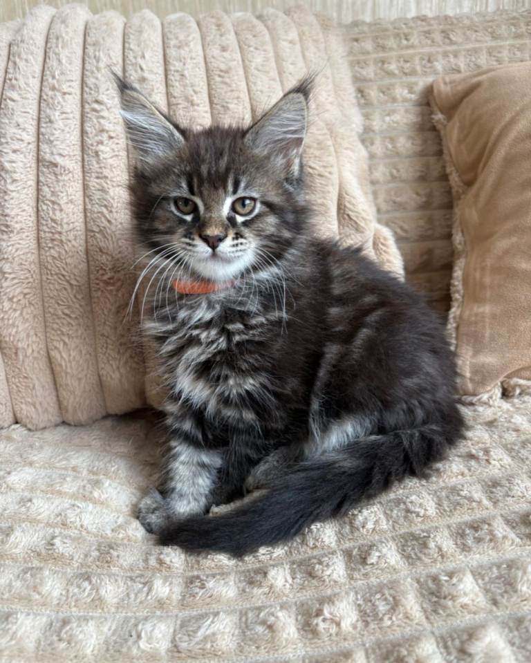 Kittens