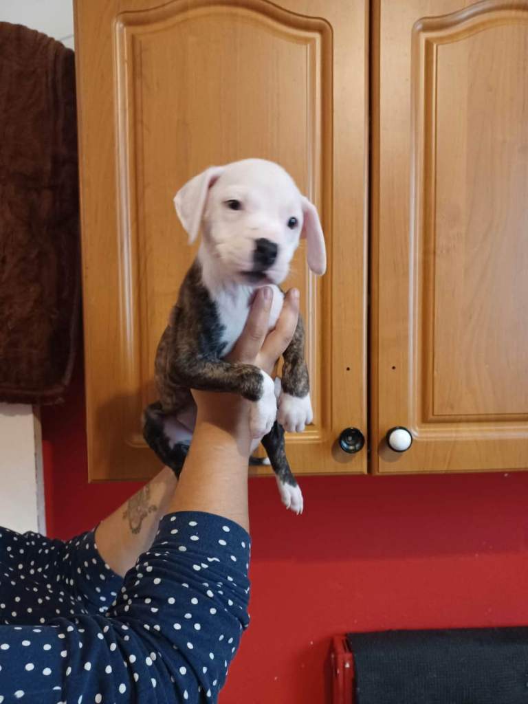 Adorable Puppy Staffordshire 