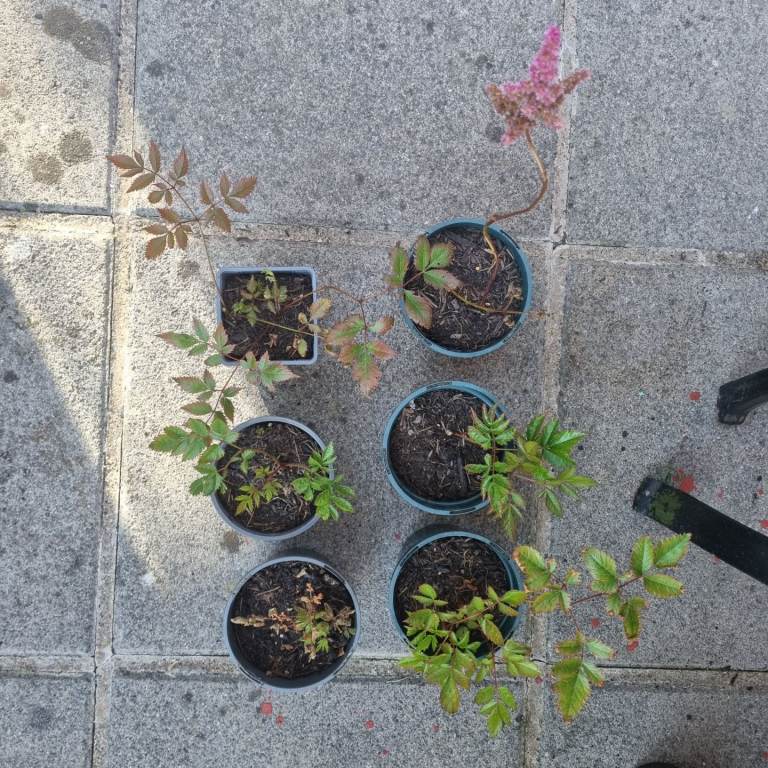 Astilbe Garden Plants 