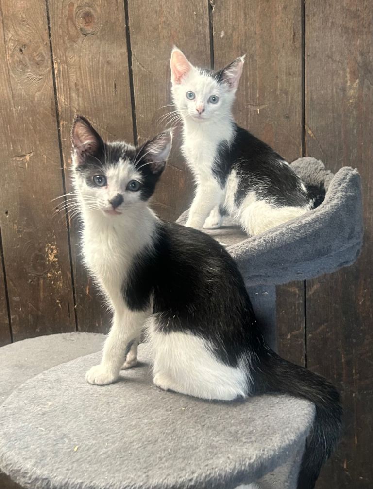 Kittens 