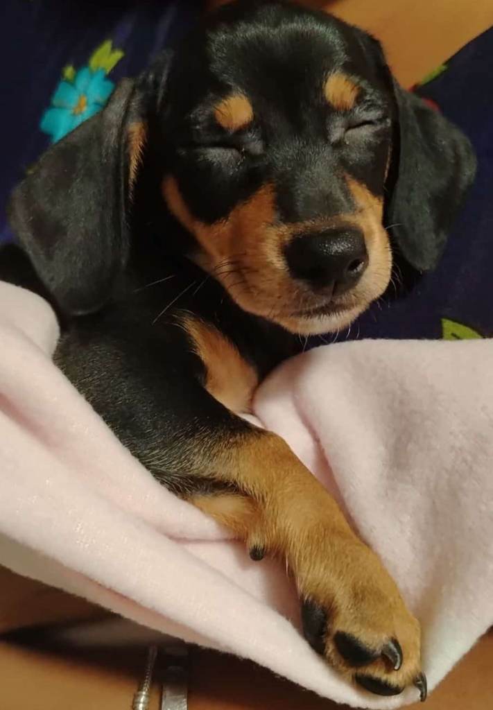Black amd brown Dachshund