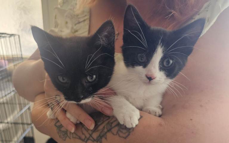 14 Week Old Girl Kittens