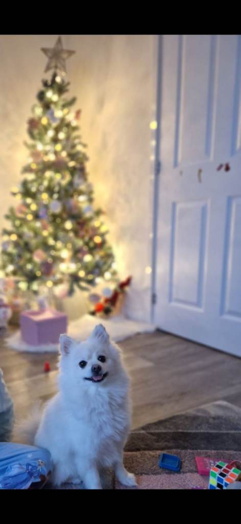 Pomeranian