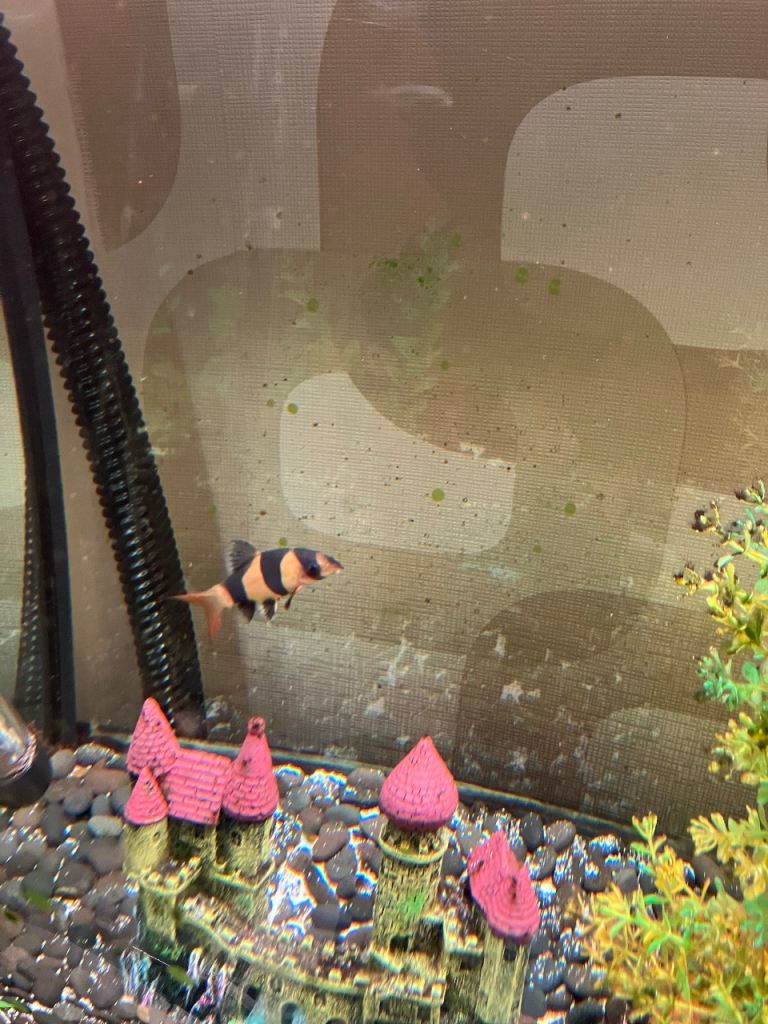 Aquaone 4 ft fishtank