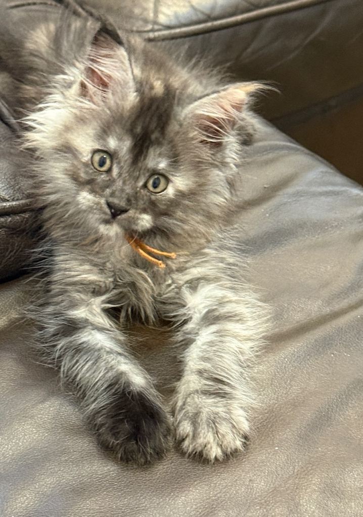 TICA registered Maine Coon kittens