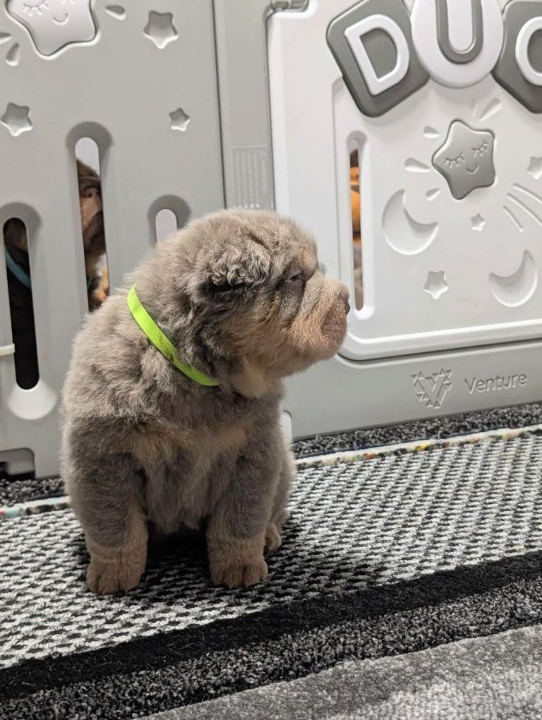 LAST 3 REMAINING SHAR PEI (Bear Coat Pups)