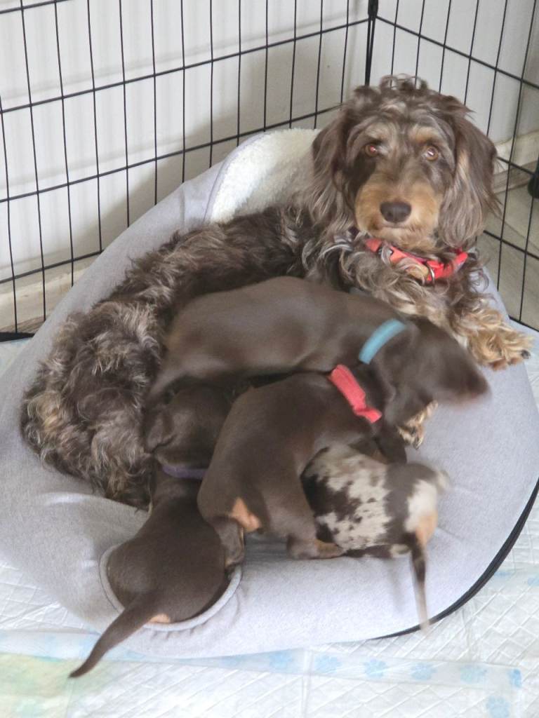 Adorable Dachshunds Ready for Their Forever Homes
