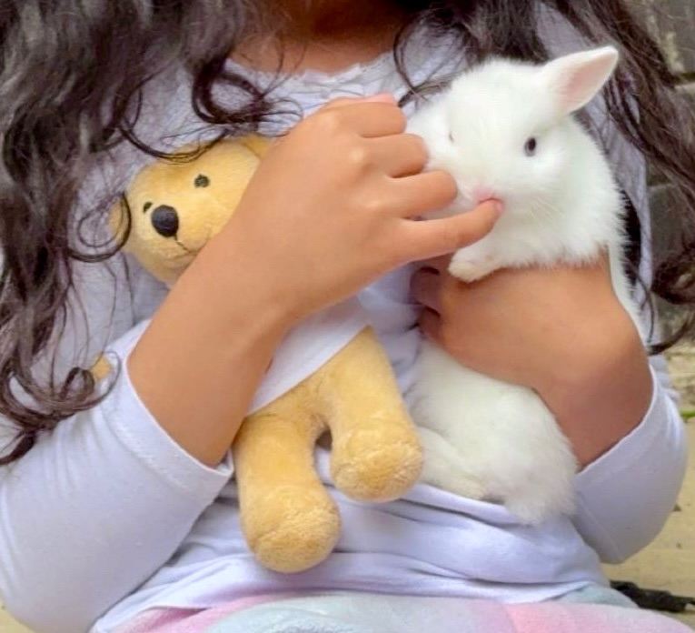 Baby Netherland Dwarf Bunnies