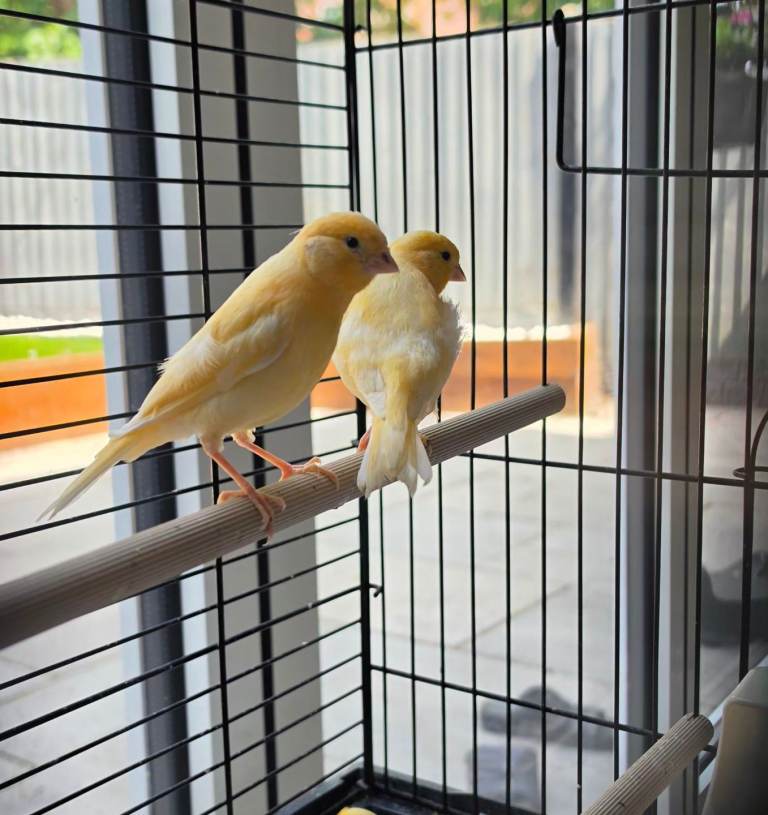 Canary 