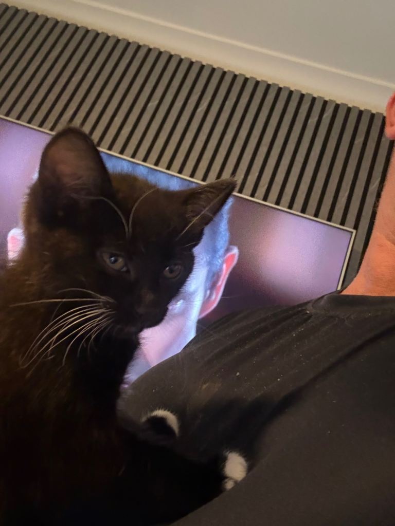 Kittens