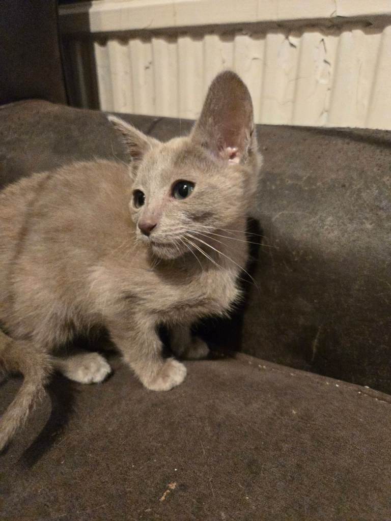 Rare oriental girl and boy and cinnamon point siamese girl 
