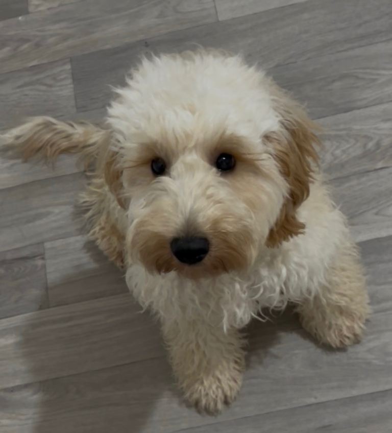 Beautiful cockapoo boy for sale