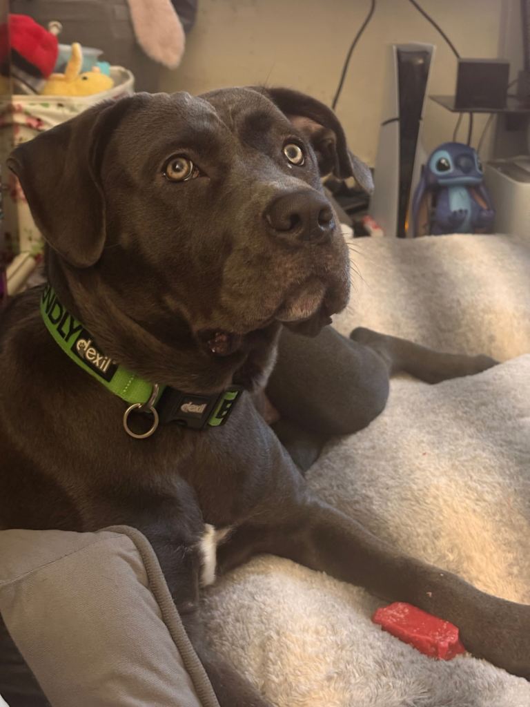 9 month old Female Cane Corso