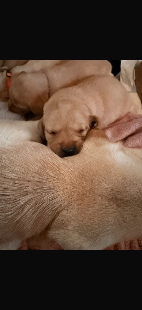 Labrador retriever puppies 