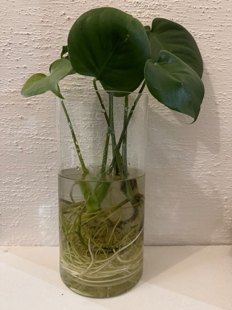 Baby Monstera Plants X2