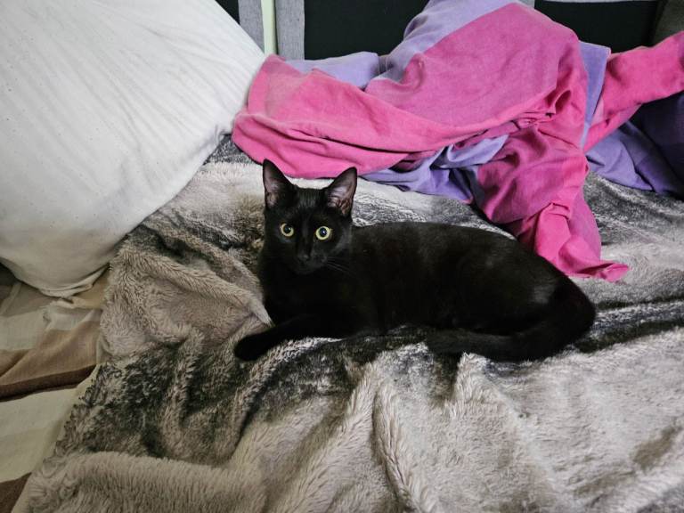 kitten for sale