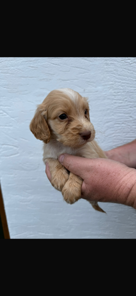 Cocker spaniel puppies 