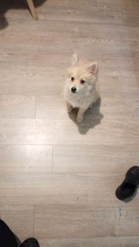 3/4 Pomeranian & 1/4 German Spitz.