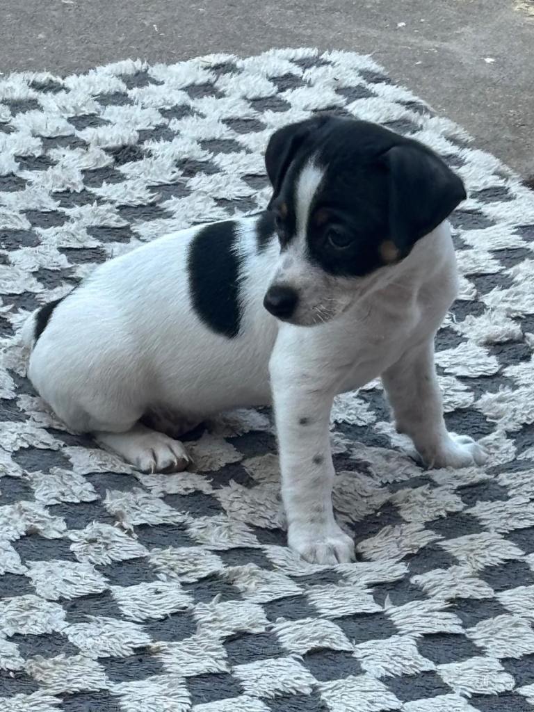 Jack Russell puppie