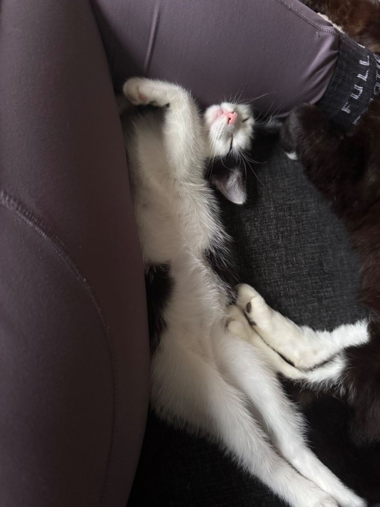 Kitten for sale 
