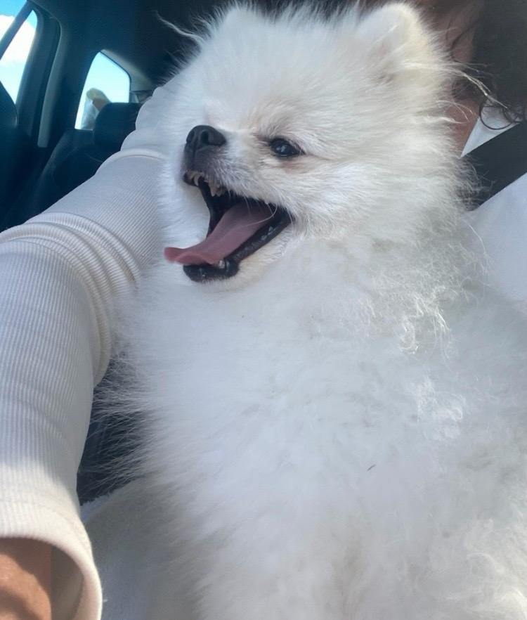 Beautiful White Pomeranian Boy
