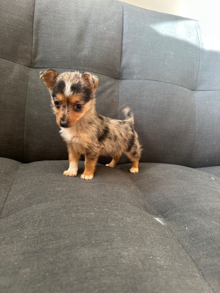 Shetland Sheepdog cross Jack Russell