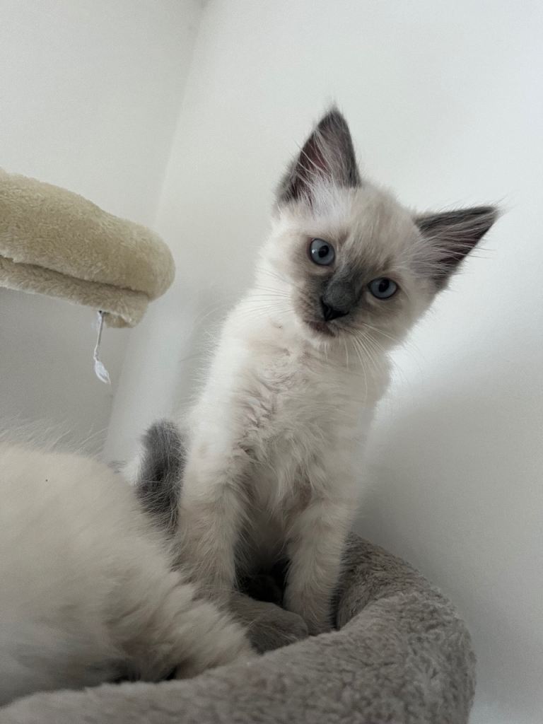 Ragdoll kittens 