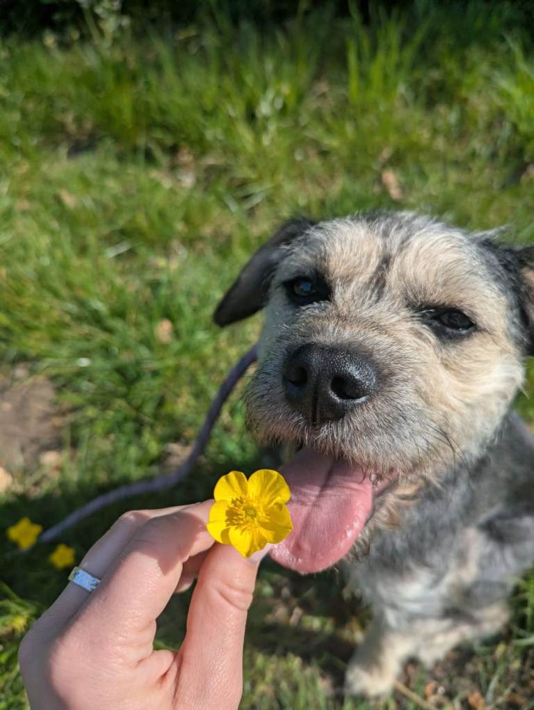 Border Terrier Cross 