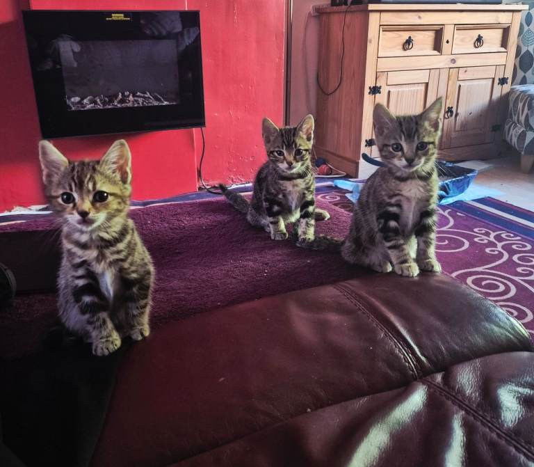 Kittens for sale £80
