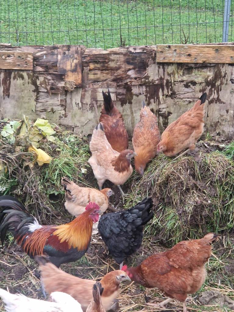 HENS CHICKENS £15 EACH