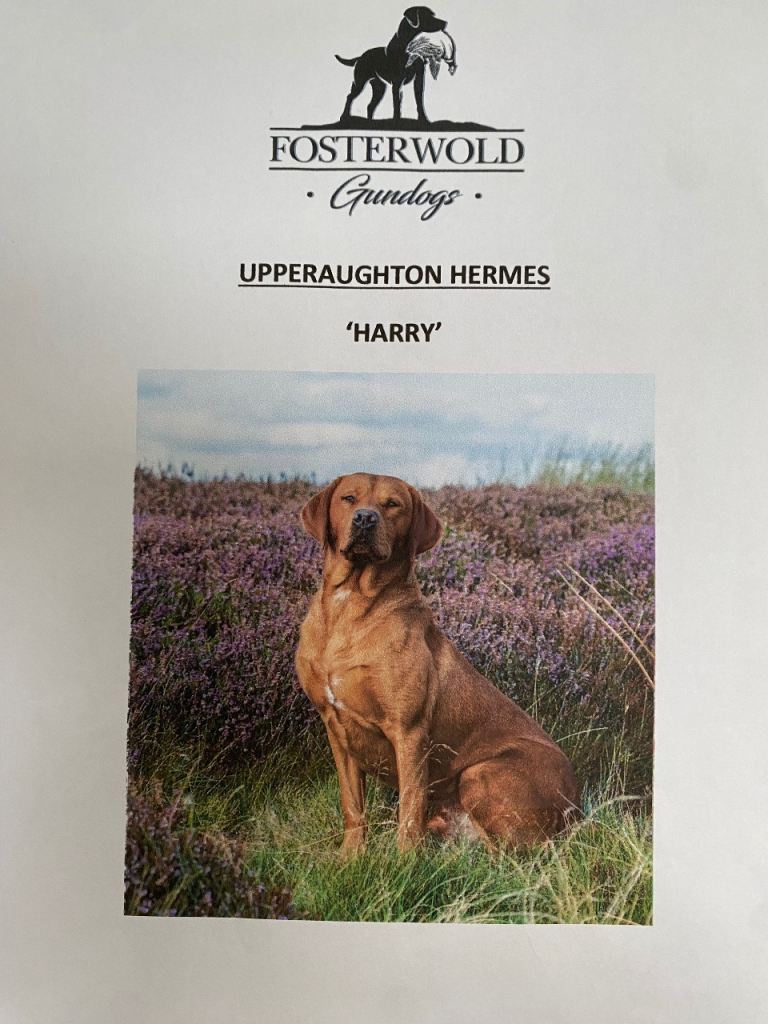 STUNNING LABRADOR PUPPIES 