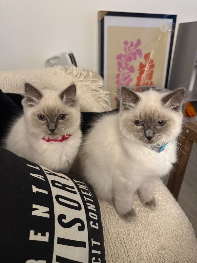 GCCF Active Registered Blue Point Ragdoll Queens – Champion Bloodlines