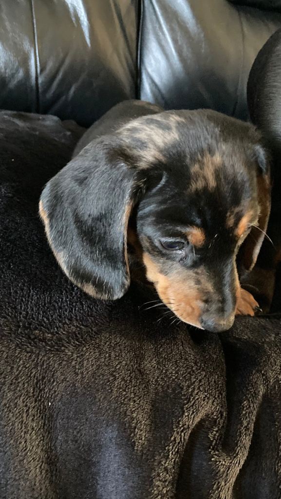 Mini dachshund puppies