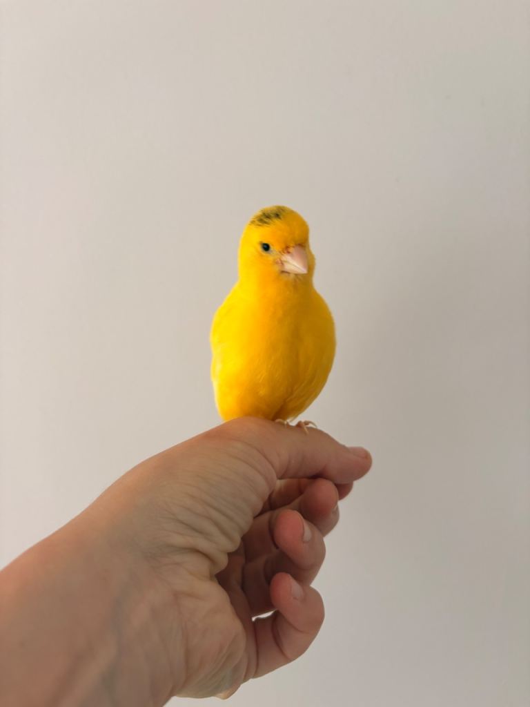 Adult and hand reared young canaries
