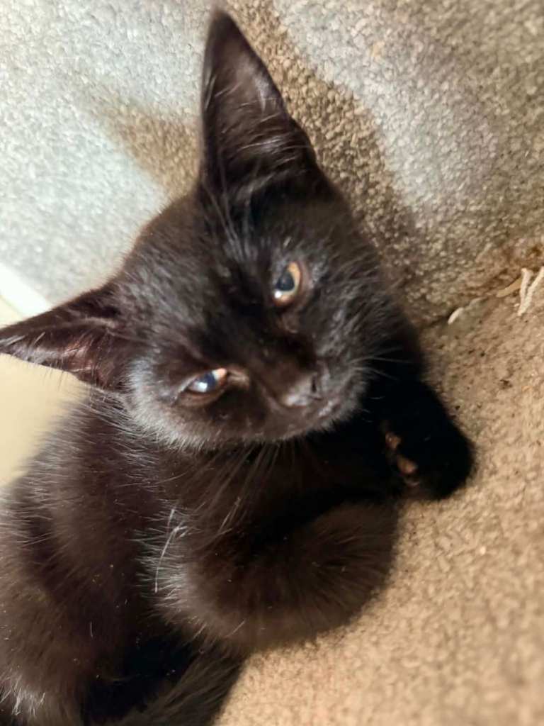 Kittens 10 weeks old 