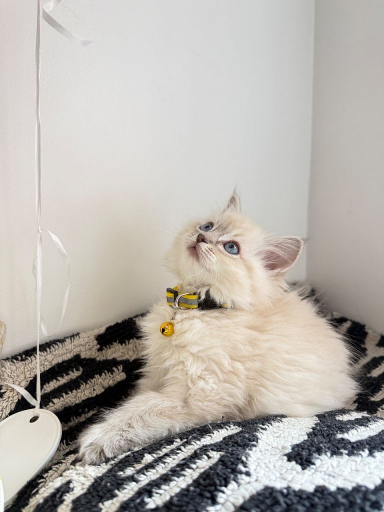 Last female Ragdoll kitten left to leave