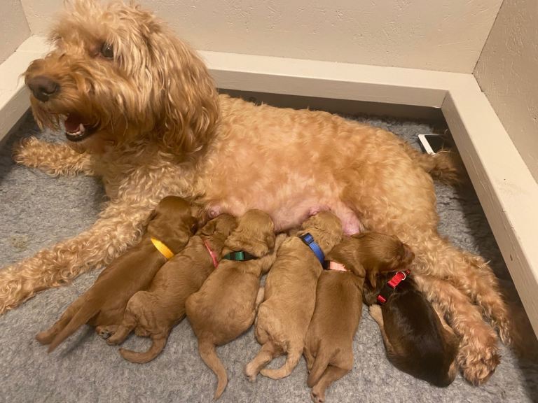 🐾 Six Confident, Happy Cockapoo Puppies from Cockapoo Joy 🐾