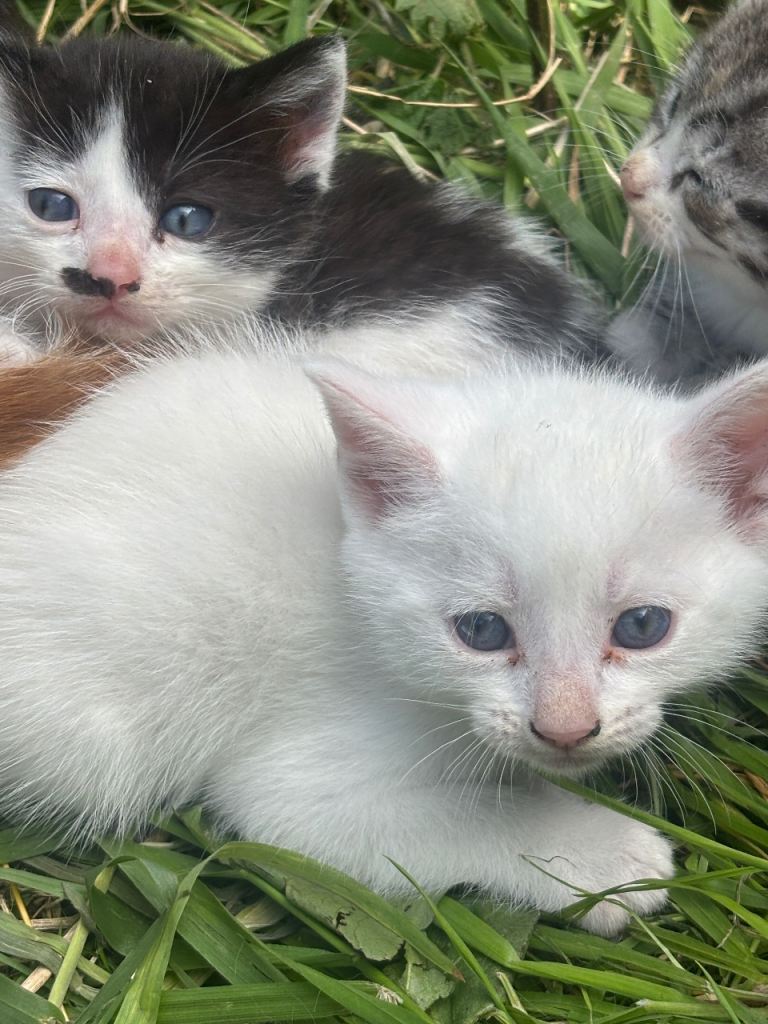 kittens 