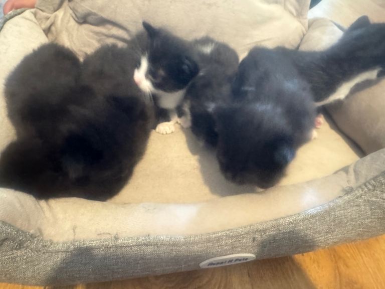 6 beautiful fur babies 