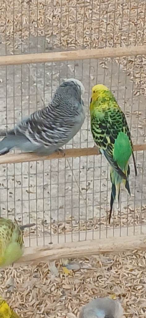 Adults budgies for sale 