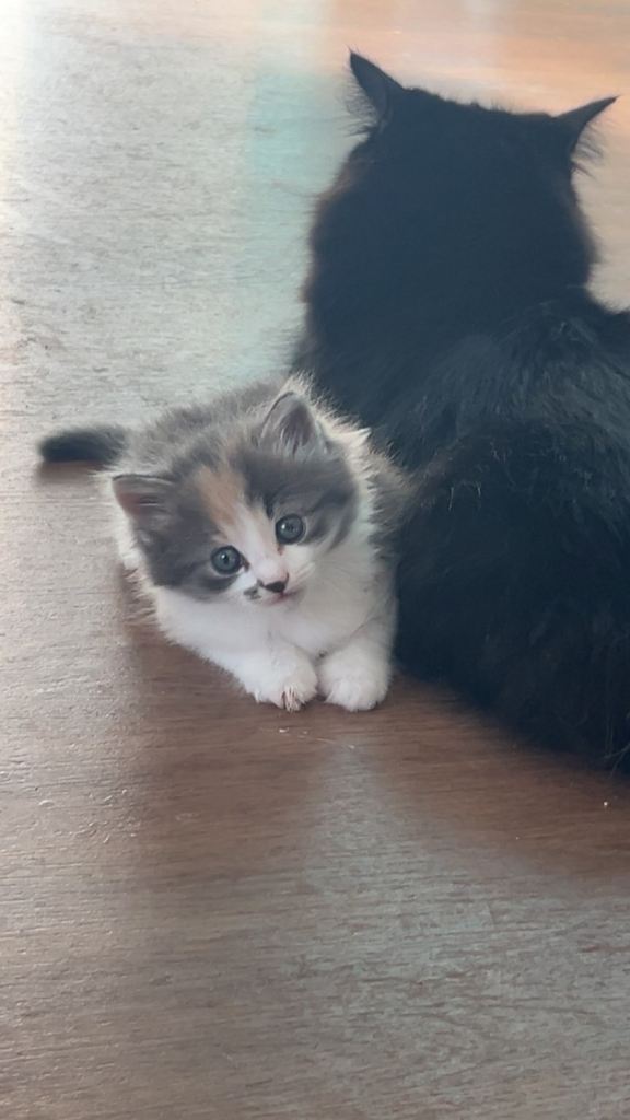 6 kittens for sale 
