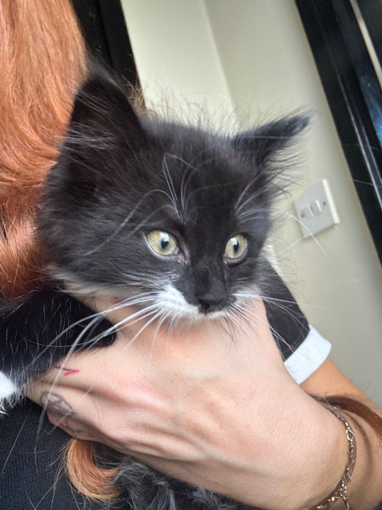 One long haired male kitten 