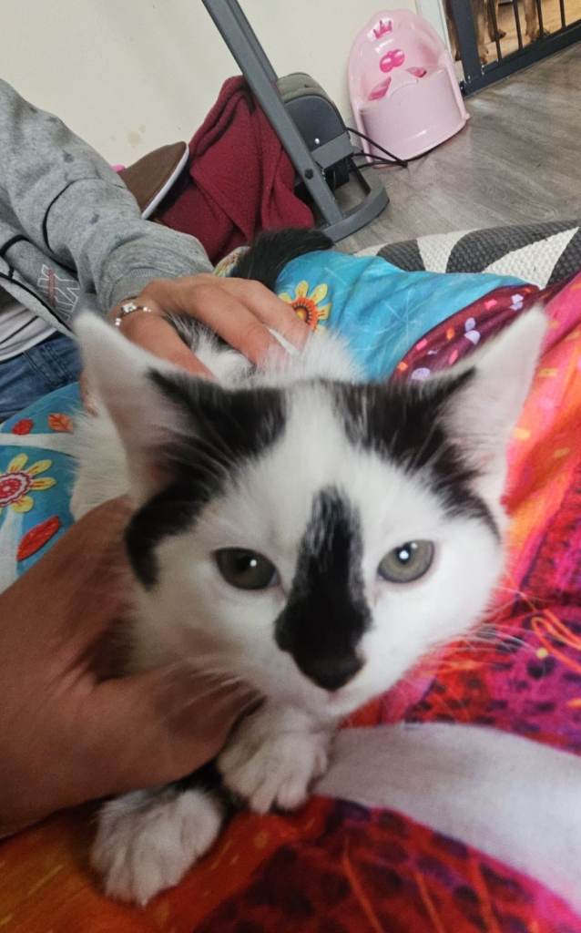 Kitten for sale