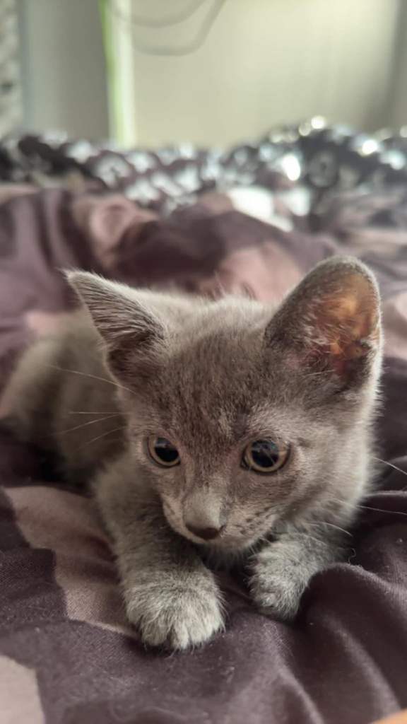British short-hair x British blue  