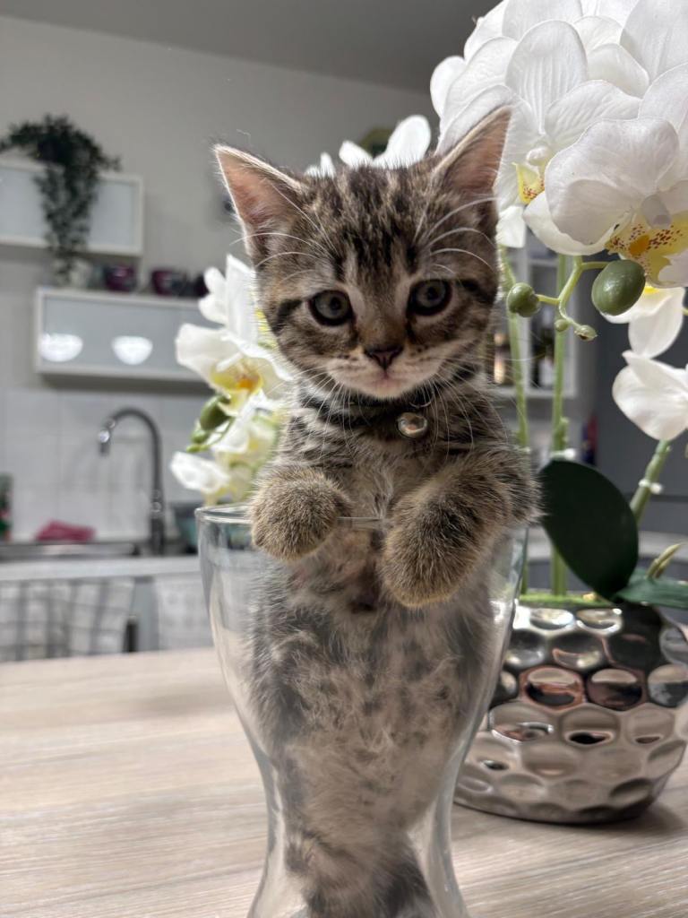Adorable British Shorthair kittens for sale! 🐾